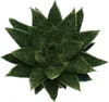 Succulente - Gasteria d due - Gasteria - Vaso da 8,5 cm Anteprima dell’immagine prodotto 1