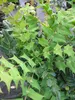 Mahonia bealei - Schmuck Mahonie - 80-100 Produktbild-Vorschau 1
