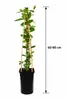 Lonicère du Cap (Lonicera periclymenum 'Serotina') | Plus Voir les images du produit 5