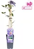 Clematis Multi Blue - Clematis Blauw - Ø15cm - ↕65cm Anteprima dell’immagine prodotto 16