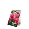 20er-Set Tulipa Double Pink, Tulpenzwiebeln, Wuchshöhe Produktbild-Vorschau 2