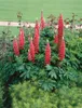 Lupinus polyphyllus 'Edelknabe', Lupine, rosa, ca. 11x11 cm Produktbild-Vorschau 2