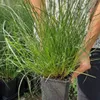 Erba Fontana Red Head 1L Anteprima dell’immagine prodotto 4