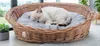 Cesto in vimini per cani, gatti e altri animali, morbido, Anteprima dell’immagine prodotto 17