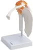 Schulter Schultergelenk Anatomie Modell lebensgroß mit Produktbild-Vorschau 3