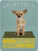 vianmo Blechschild 40x30 cm Chihuahua Hund bold confident Produktbild-Vorschau 1