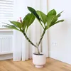 Plumeria czerwona Frangipani - Plumeria rubra - Wysokość Podgląd zdjęcia produktu 4