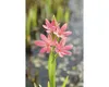 Mečík bahenní FloraSelf Schizostyllis coccinea 'Mrs Náhled obrázku produktu 1