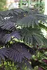 Albizia julibrissin 'Summer Chocolate', Seidenbaum, Produktbild-Vorschau 6