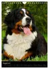 Berner Sennenhund 2027 (Wandkalender 2027 DIN A4 hoch), Produktbild-Vorschau 6
