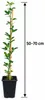 Agrume, Oranger Cédrat (Switrus) : 50–70 cm – Arbre Voir les images du produit 5