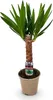 BoutiQ vert - Plante d'intérieur - Yucca elephantipes - Voir les images du produit 2
