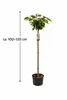 Prunus serrulata 'Kanzan' 100–120 cm – japonská čerešňa, Náhľad obrázku produktu 5