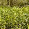 6 plants de Lamiastrum galeobdolon 'Florentinum' (nettle Voir les images du produit 2