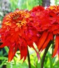 BALDUR Garten 1x Duft-Echinacea 'Hot Papaya' Sonnenhut, Produktbild-Vorschau 1