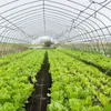 Jiubiaz vello per erbacce da giardino vello protettivo Anteprima dell’immagine prodotto 5