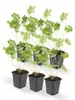 Půdopokryvné rostliny – geranium – Geranium 'Rozanne' – 9cm Náhled obrázku produktu 7