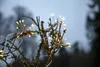 Outdoor-Lichterkette Flower 96 LEDs Timer L 210cm Produktbild-Vorschau 10