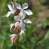 Gaura lindheimeri Candela splendida Piantina perenne 60 Anteprima dell’immagine prodotto 4