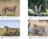 Gepardenzauber Tischkalender 10x10cm für 2027 Gepard - Produktbild-Vorschau 3