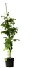 Black Moon schwarze Sommerhimbeere Produktbild-Vorschau 4
