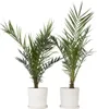 Daktylowiec kanaryjski - 2 szt - Phoenix canariensis - Podgląd zdjęcia produktu 7