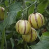 Three striped pepino melons hang from a vine with green leaves. Podgląd zdjęcia produktu