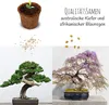 Kit di avviamento per bonsai con eBook  - Set di vasi di Anteprima dell’immagine prodotto 4