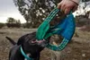 Ruffwear Pacific Ring Toy ⌀  27cm, Farbe:Aurora Teal Produktbild-Vorschau 10