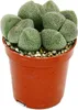 Pleiospilos nelii - Živý kame? - Living Granite - v Náhľad obrázku produktu 2