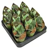 Kaktus-Kobra – Opuntia reticulata "Cobra" – ein Produktbild-Vorschau 1