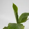 Bananenpflanze - 2 Stk - Musa basjoo - Höhe 25-40cm - ⌀9cm Produktbild-Vorschau 4