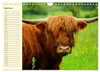 Schottische Hochlandrinder. Freundlich, schön und robust Produktbild-Vorschau 7