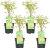 Bloomique - 4er Set - Acer Butterfly - Japanischer Ahorn - Produktbild-Vorschau 1