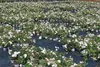 10x Rosa Sea Foam wunderschöne weisse Bodendecker Rose Produktbild-Vorschau 2