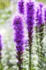 Liatris spicata 'Kobold', Prachtscharte, violett, ca. 9x9 Produktbild-Vorschau 5