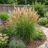 6 Ziergras Miscanthus sinensis, mehrjährig, winterhart, Produktbild-Vorschau 1