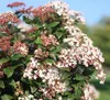 Viburnum tinus - Roślina stojąca - Roślina tarasowa - Podgląd zdjęcia produktu 4