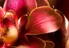 Akustikbild Blumen 200x100 cm Bilder Akustikschaum Produktbild-Vorschau 3