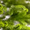 A close-up view of green pine needles on a branch. Produktbild-Vorschau