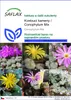 SAFLAX - Kvetoucí kameny / Conophytum Mix - Conophytum Mix Náhled obrázku produktu 1