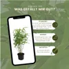 Plants by Frank | 6 Bambus Pflanzen | Fargesia Rufa | Produktbild-Vorschau 5