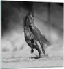 Bilder auf glas - Einteilig - Pferd Galopp dynamisch - Produktbild-Vorschau 1