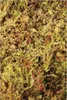 Komodo Habitat Moss 100g - mech torfowiec komodo Podgląd zdjęcia produktu 2