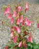 Campanula punctata 'Elizabeth', Glockenblume, rosa, ca. Produktbild-Vorschau 4
