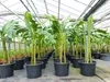 Bananenstaude als 3er Gruppe  Banane Musa Basjoo 220 cm Produktbild-Vorschau 1