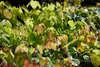 Epimedium x cult.'Amber Queen', Elfenblume, Produktbild-Vorschau 1