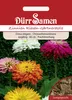 Zinnie Riesen Gärtnerstolz | Zinniensamen von Dürr Samen Produktbild-Vorschau 3