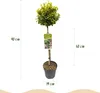 Euonymus fortunei Emerald n Gold - Roślina stojąca - Podgląd zdjęcia produktu 3