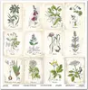 Scrapbooking-Papier Set 30×30 cm – SLS-049 Herbarium 2 – Produktbild-Vorschau 9
